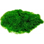 ΓΡΑΣΙΔΙ ΝΑΥΛΟΝ ΠΡΑΣΙΝΟ 50ΓΡ. ΝΕΧΤ 31124